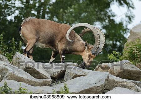 Stock Photo - "Nubian ibex (Capra nubiana), captive, Switzerland, Europe". Fotosearch