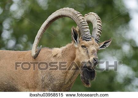 Stock Photography - "Nubian ibex (Capra nubiana), captive, Switzerland, Europe". Fotosearch