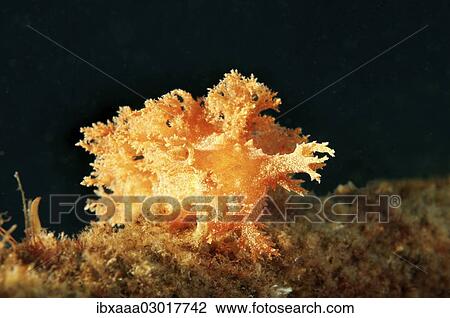"Nudibranch species (Dendronotus robustus), Sea of Japan, Far East, Primorsky Krai, Russian Federation, Sea of Japan, Russia, Europe" View Large Photo Image Stock Image - "Nudibranch species (Dendronotus robustus), Sea of Japan, Far East, Primorsky Krai, Russian Federation, Sea of Japan, Russia, Europe". Fotosearch