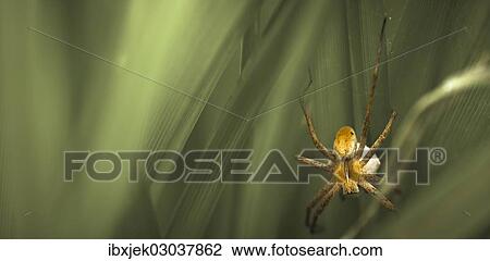 Stock Image - "Nursery-web Spider (Pisaura mirabilis) with an egg sac, Schmellwitz, Cottbus, Brandenburg, Germany, Europe". Fotosearch