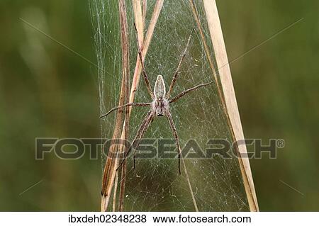 "Nursery web spider (Pisaura mirabilis), Allgaeu region, Bavaria, Germany, Europe" View Large Photo Image Stock Photo - "Nursery web spider (Pisaura mirabilis), Allgaeu region, Bavaria, Germany, Europe". Fotosearch