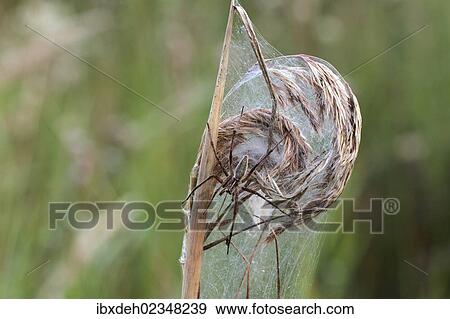 "Nursery web spider (Pisaura mirabilis), on a web, Allgaeu region, Bavaria, Germany, Europe" View Large Photo Image Stock Photo - "Nursery web spider (Pisaura mirabilis), on a web, Allgaeu region, Bavaria, Germany, Europe". Fotosearch