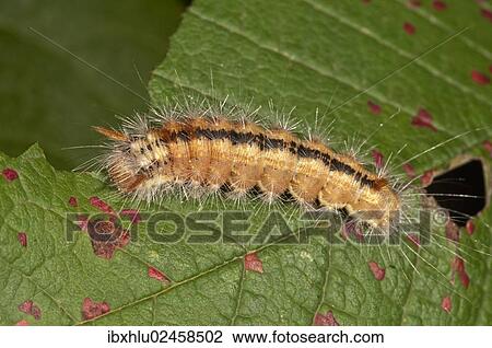 Stock Image - "Nut-tree Tussock (Colocasia coryli), caterpillar, Untergroeningen, Baden-Wuerttemberg, Germany, Europe". Fotosearch