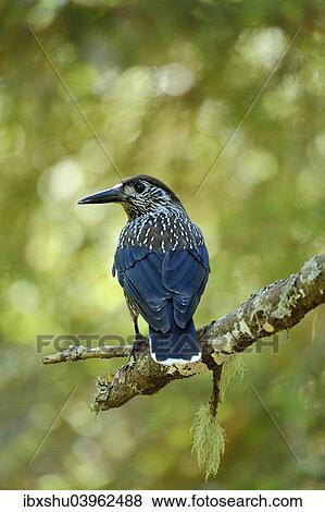 "Nutcracker (Nucifraga caryocatactes), Canton of Graubunden, Switzerland, Europe" View Large Photo Image Stock Photo - "Nutcracker (Nucifraga caryocatactes), Canton of Graubunden, Switzerland, Europe". Fotosearch