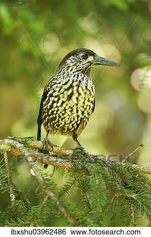 Stock Photograph - "Nutcracker (Nucifraga caryocatactes), Canton of Graubunden, Switzerland, Europe". Fotosearch