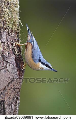 "Nuthatch (Sitta europaea), adult, running down a tree trunk, Neunkirchen, Siegerland, North Rhine-Westphalia, Germany, Europe" View Large Photo Image Stock Image - "Nuthatch (Sitta europaea), adult, running down a tree trunk, Neunkirchen, Siegerland, North Rhine-Westphalia, Germany, Europe". Fotosearch
