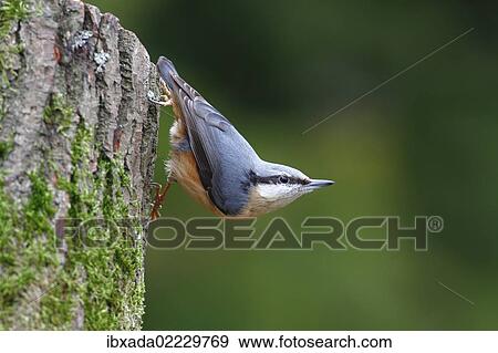 "Nuthatch (Sitta europaea) hanging upside down from a tree trunk, Germany, Europe" View Large Photo Image Stock Photo - "Nuthatch (Sitta europaea) hanging upside down from a tree trunk, Germany, Europe". Fotosearch