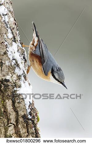 Nuthatch (Sitta europaea) in winter View Large Photo Image Stock Photograph - Nuthatch (Sitta europaea) in winter. Fotosearch