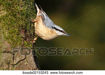 "Nuthatch (Sitta europaea), mature bird sitting on the mossy branch of an oak tree, Germany, Europe" View Large Photo Image Stock Image - "Nuthatch (Sitta europaea), mature bird sitting on the mossy branch of an oak tree, Germany, Europe". Fotosearch