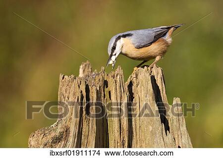 Picture - "Nuthatch (Sitta europaea) on a stump used as a food stand, Gifhorn, Lower Saxony, Germany, Europe". Fotosearch