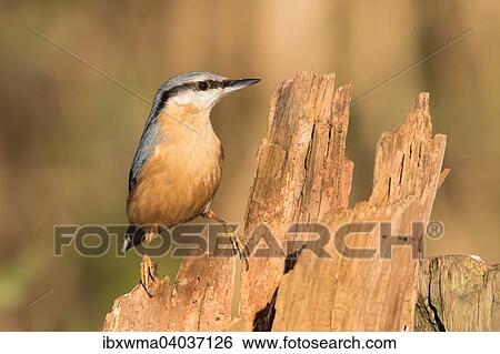 "Nuthatch (Sitta europaea) on old tree trunk, Germany, Europe" View Large Photo Image Stock Photograph - "Nuthatch (Sitta europaea) on old tree trunk, Germany, Europe". Fotosearch