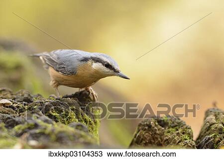 "Nuthatch (Sitta europaea) perched on a stump in autumn, Leipzig, Saxony, Germany, Europe" View Large Photo Image Stock Image - "Nuthatch (Sitta europaea) perched on a stump in autumn, Leipzig, Saxony, Germany, Europe". Fotosearch