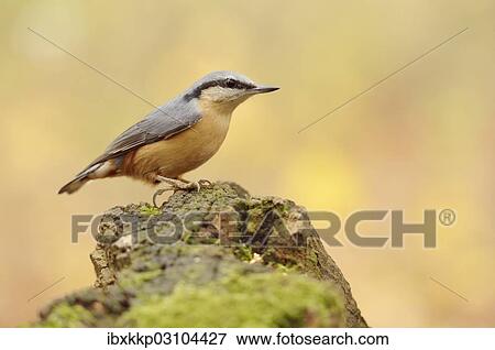 "Nuthatch (Sitta europaea) perched on a stump in autumn, Leipzig, Saxony, Germany, Europe" View Large Photo Image Stock Photo - "Nuthatch (Sitta europaea) perched on a stump in autumn, Leipzig, Saxony, Germany, Europe". Fotosearch