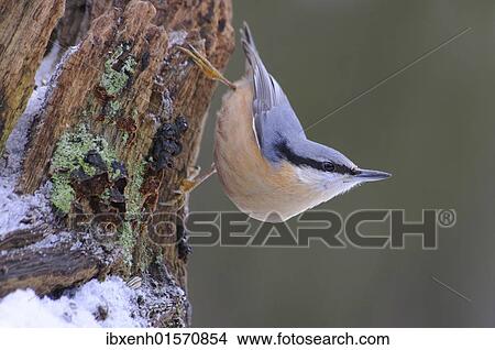 Picture - Nuthatch (Sitta europaea). Fotosearch