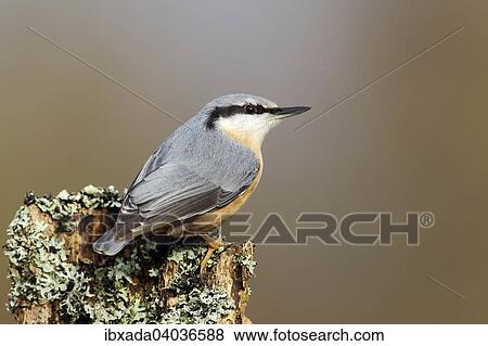 Stock Photo - "Nuthatch (Sitta europaea) sitting on a lichen-covered tree trunk, Germany, Europe". Fotosearch