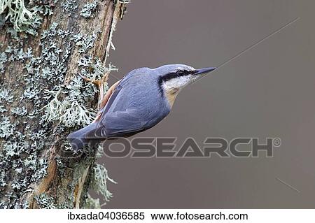 "Nuthatch (Sitta europaea) sitting on a lichen-covered tree trunk, Germany, Europe" View Large Photo Image Stock Photography - "Nuthatch (Sitta europaea) sitting on a lichen-covered tree trunk, Germany, Europe". Fotosearch