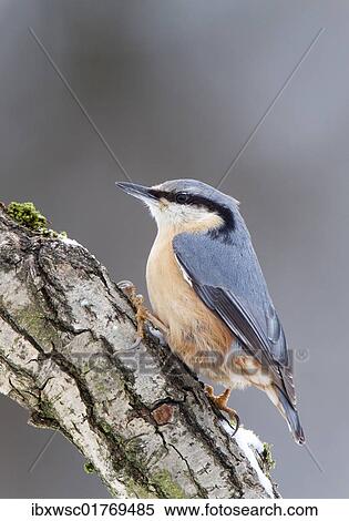 Stock Photography - Nuthatch (Sitta europaea). Fotosearch
