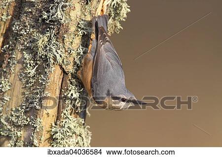 "Nuthatch (Sitta europaea) upside down on a lichen-covered tree trunk, Germany, Europe" View Large Photo Image Picture - "Nuthatch (Sitta europaea) upside down on a lichen-covered tree trunk, Germany, Europe". Fotosearch