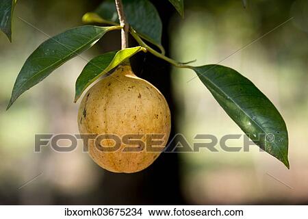 "Nutmeg fruit growing on a Nutmeg Tree (Myristica fragrans), Peermade, Kerala, India, Asia" View Large Photo Image Picture - "Nutmeg fruit growing on a Nutmeg Tree (Myristica fragrans), Peermade, Kerala, India, Asia". Fotosearch