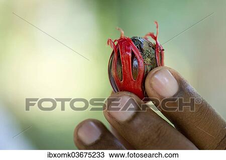 "Nutmeg with mace (Myristica fragrans), Peermade, Kerala, India, Asia" View Large Photo Image Stock Image - "Nutmeg with mace (Myristica fragrans), Peermade, Kerala, India, Asia". Fotosearch