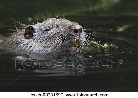 Stock Image - "Nutria, Coypu or River Rat (Myocastor coypus), Wiesbaden, Hesse, Germany, Europe". Fotosearch