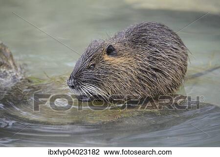 "Nutria (Myocastor coypus), captive, Bavaria, Germany, Europe" View Large Photo Image Stock Image - "Nutria (Myocastor coypus), captive, Bavaria, Germany, Europe". Fotosearch
