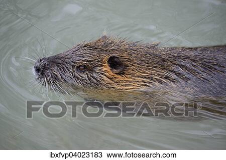 "Nutria (Myocastor coypus), captive, Bavaria, Germany, Europe" View Large Photo Image Stock Image - "Nutria (Myocastor coypus), captive, Bavaria, Germany, Europe". Fotosearch