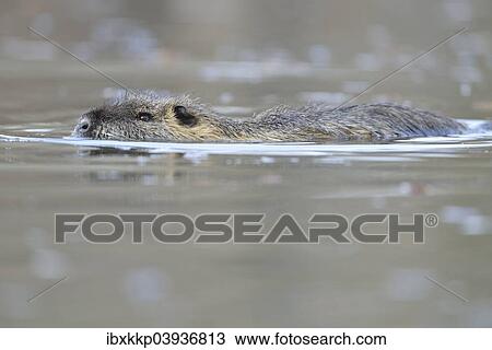 "Nutria (Myocastor coypus) in a lake in Leipzig, Saxony, Germany, Europe" View Large Photo Image Stock Image - "Nutria (Myocastor coypus) in a lake in Leipzig, Saxony, Germany, Europe". Fotosearch