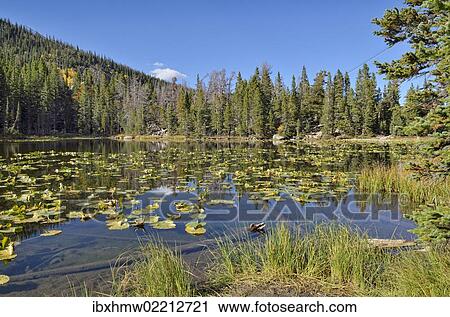 "Nymph Lake, Rocky Mountain National Park, Colorado, USA" View Large Photo Image Stock Image - "Nymph Lake, Rocky Mountain National Park, Colorado, USA". Fotosearch