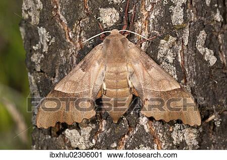 "Oak Hawk-moth (Marumba quercus), female on a tree trunk, Lake Kerkini region, Greece, Europe" View Large Photo Image Stock Image - "Oak Hawk-moth (Marumba quercus), female on a tree trunk, Lake Kerkini region, Greece, Europe". Fotosearch