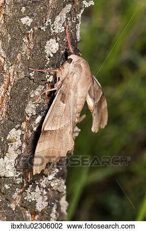 "Oak Hawk-moth (Marumba quercus), female on a tree trunk, Lake Kerkini region, Greece, Europe" View Large Photo Image Stock Image - "Oak Hawk-moth (Marumba quercus), female on a tree trunk, Lake Kerkini region, Greece, Europe". Fotosearch