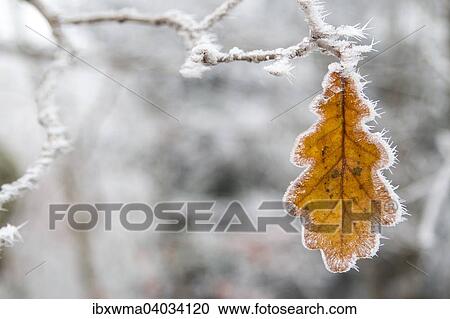 Stock Image - "Oak leaf with hoarfrost, Germany, Europe". Fotosearch