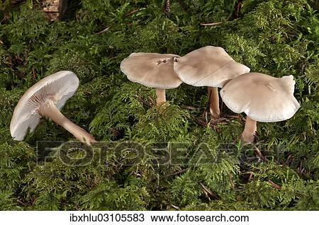"Oak-loving Collybia (Gymnopus dryophilus), Untergroningen, Abtsgmuend, Baden-Wurttemberg, Germany, Europe" View Large Photo Image Stock Image - "Oak-loving Collybia (Gymnopus dryophilus), Untergroningen, Abtsgmuend, Baden-Wurttemberg, Germany, Europe". Fotosearch