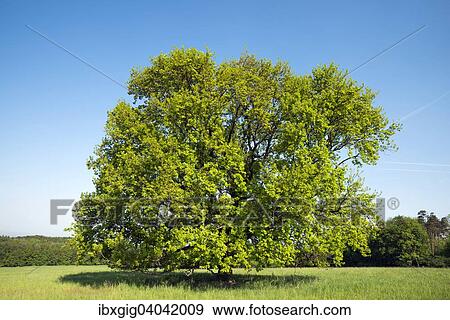"Oak on the Vojsice meadows, Bile Karpaty Protected Landscape Area, White Carpathian Mountains, South Moravia, Czech Republic, Europe" View Large Photo Image Stock Photo - "Oak on the Vojsice meadows, Bile Karpaty Protected Landscape Area, White Carpathian Mountains, South Moravia, Czech Republic, Europe". Fotosearch