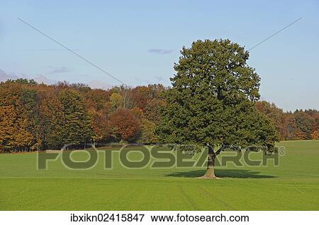 "Oak (Quercus), Lueneburg, Lower Saxony, Germany, Europe" View Large Photo Image Stock Photo - "Oak (Quercus), Lueneburg, Lower Saxony, Germany, Europe". Fotosearch