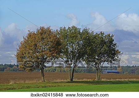 Stock Photo - "Oak (Quercus), Lueneburg, Lower Saxony, Germany, Europe". Fotosearch