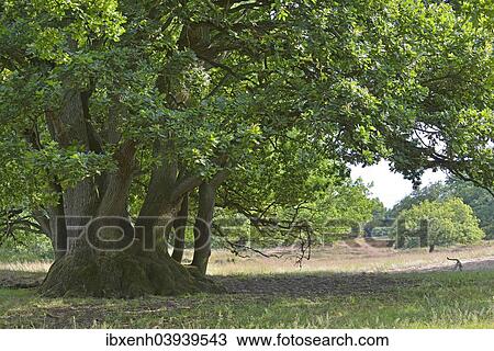Stock Image - "Oak (Quercus robur), Emsland, Lower Saxony, Germany, Europe". Fotosearch