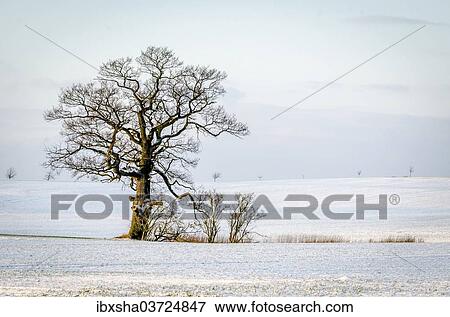 Stock Photo - "Oak (Quercus sp. ) in the snow, Schleswig-Holstein, Germany, Europe". Fotosearch