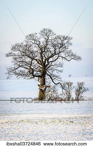 "Oak (Quercus sp. ) in the snow, Schleswig-Holstein, Germany, Europe" View Large Photo Image Stock Photograph - "Oak (Quercus sp. ) in the snow, Schleswig-Holstein, Germany, Europe". Fotosearch