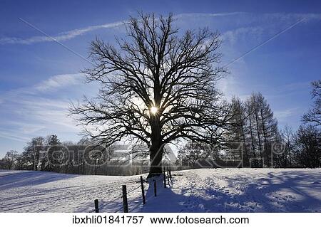 "Oak, winter landscape near Seeshaupt, Lake Starnberg, Bavaria, Germany, Europe" View Large Photo Image Stock Photo - "Oak, winter landscape near Seeshaupt, Lake Starnberg, Bavaria, Germany, Europe". Fotosearch