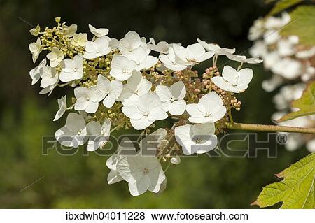 Oakleaf Hydrangea (Hydrangea quercifolia) View Large Photo Image Stock Photo - Oakleaf Hydrangea (Hydrangea quercifolia). Fotosearch