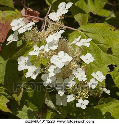 Oakleaf Hydrangea (Hydrangea quercifolia) View Large Photo Image Stock Photograph - Oakleaf Hydrangea (Hydrangea quercifolia). Fotosearch