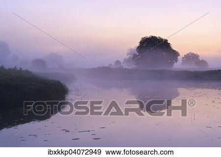 Stock Photo - "Oaks beside a lake in the morning mist in a floodplain, Middle Elbe Biosphere Reserve, Dessau, Saxony-Anhalt, Germany, Europe". Fotosearch
