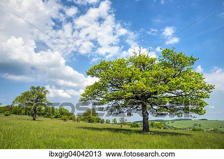 "Oaks, Certoryje National Nature Reserves, Bile Karpaty Protected Landscape Area, White Carpathian Mountains, South Moravia, Czech Republic, Europe" View Large Photo Image Stock Image - "Oaks, Certoryje National Nature Reserves, Bile Karpaty Protected Landscape Area, White Carpathian Mountains, South Moravia, Czech Republic, Europe". Fotosearch