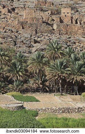 Picture - "Oasis with date palms and green fields in front of the historic ruins of the village of Al Hajir, Jebel Shams, Al Hajar Mountains, Al Hajir, Ad Dakhiliyah, Oman, Asia". Fotosearch