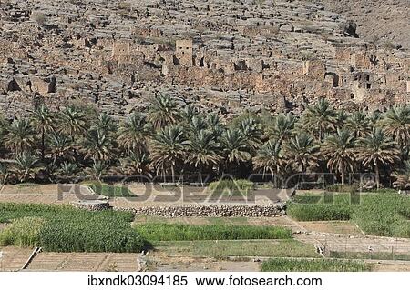 "Oasis with date palms and green fields in front of the historic ruins of the village of Al Hajir, Jebel Shams, Al Hajar Mountains, Al Hajir, Ad Dakhiliyah, Oman, Asia" View Large Photo Image Stock Photography - "Oasis with date palms and green fields in front of the historic ruins of the village of Al Hajir, Jebel Shams, Al Hajar Mountains, Al Hajir, Ad Dakhiliyah, Oman, Asia". Fotosearch