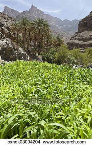 Picture - "Oasis with date palms and green fields, canyon of Jebel Shams, Hadschar-Gebirge, Al Hajir, Oman, Asia". Fotosearch