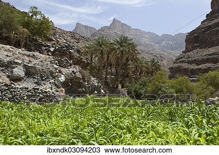 "Oasis with date palms and green fields, canyon of Jebel Shams, Hadschar-Gebirge, Al Hajir, Oman, Asia" View Large Photo Image Stock Image - "Oasis with date palms and green fields, canyon of Jebel Shams, Hadschar-Gebirge, Al Hajir, Oman, Asia". Fotosearch