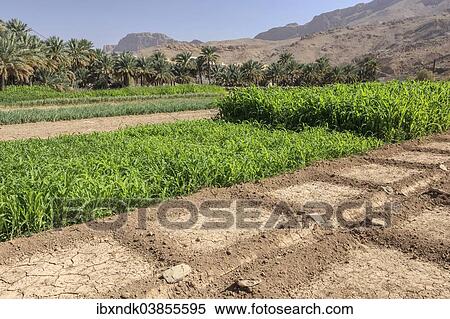 "Oasis with date palms and green fields, Jabal Shams, Al Hajar Mountains, Ad Dakhiliyah Governorate, Oman, Asia" View Large Photo Image Stock Photography - "Oasis with date palms and green fields, Jabal Shams, Al Hajar Mountains, Ad Dakhiliyah Governorate, Oman, Asia". Fotosearch