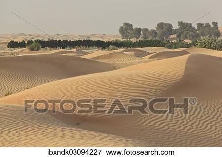 "Oasis with date palms surrounded by sand dunes, Emirate of Dubai, United Arab Emirates, Asia" View Large Photo Image Stock Photo - "Oasis with date palms surrounded by sand dunes, Emirate of Dubai, United Arab Emirates, Asia". Fotosearch